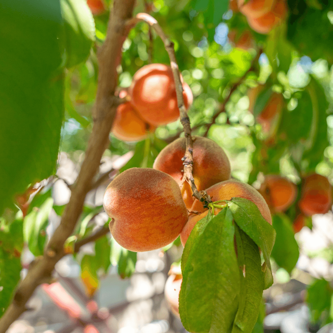 Peaches On Fruit Cocktail Tree