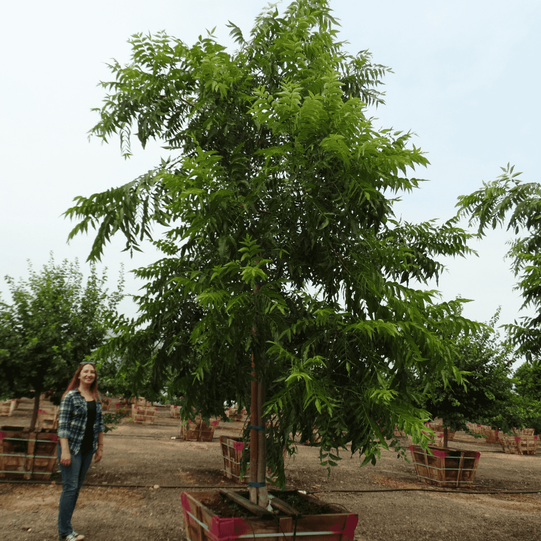 Mature Dense Pecan Tree in Nursery