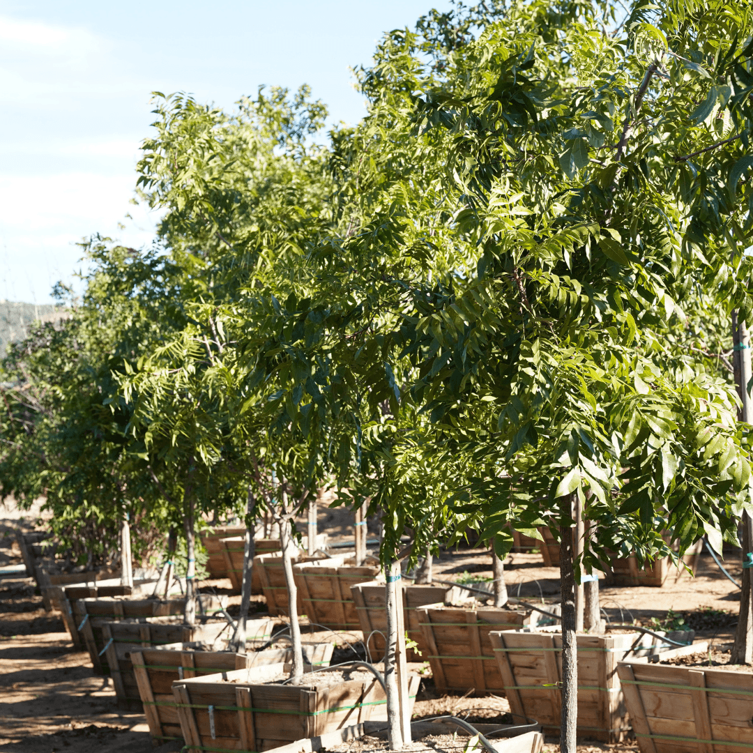 Multiple Mature Pecan Trees in Nursery Aisle 