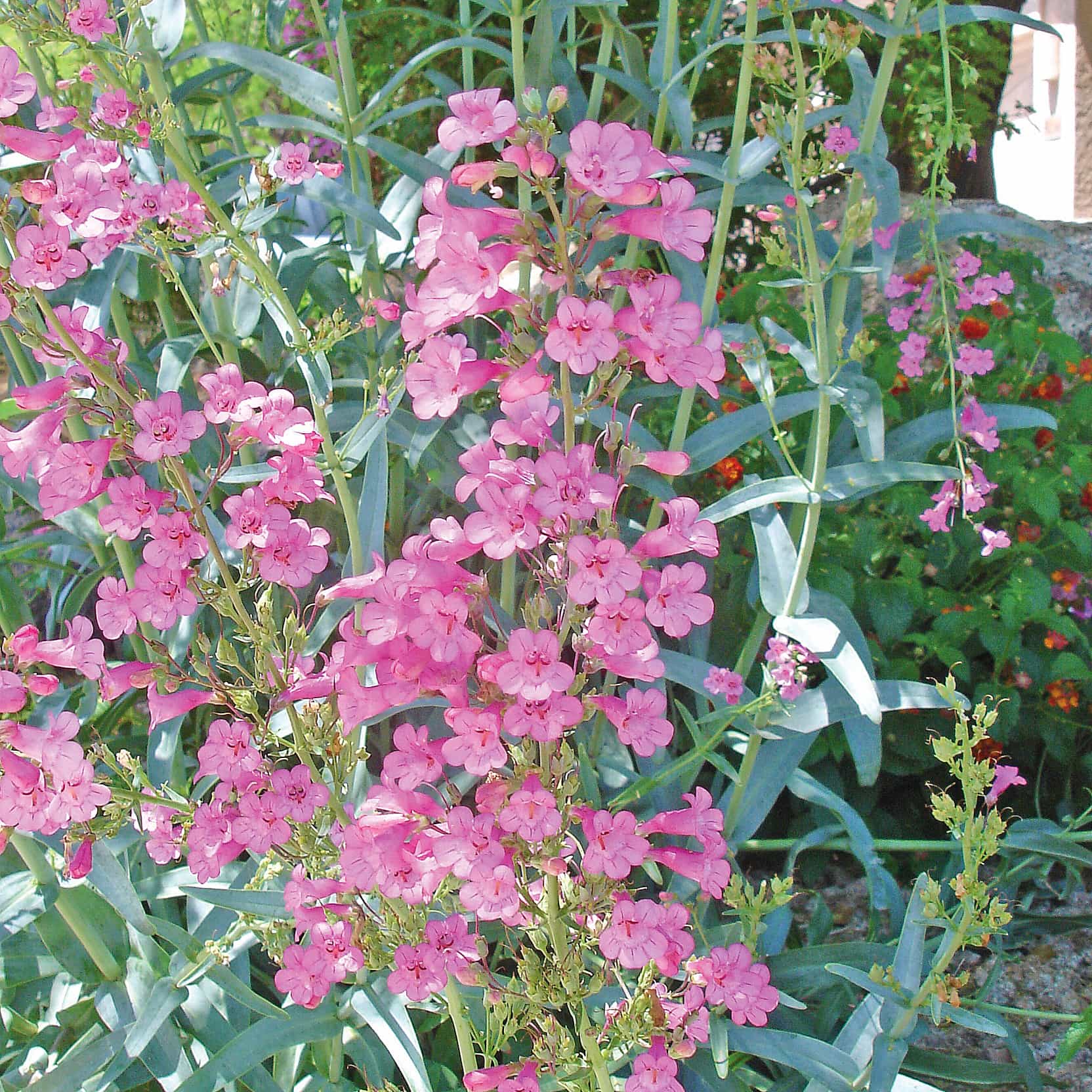 Penstemon Blooms