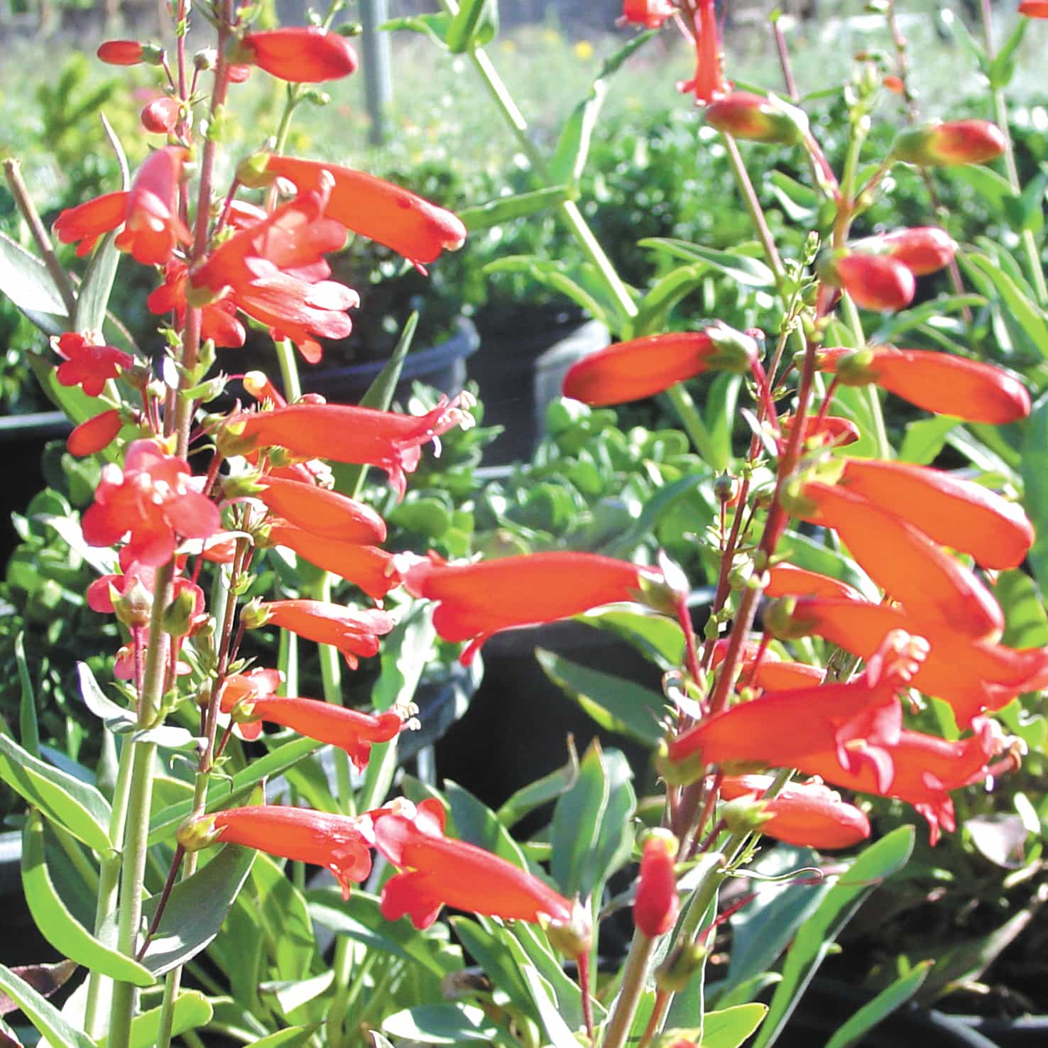Penstemon Red Blooms