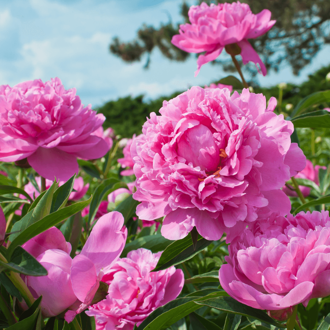 Beautiful Blooming Peony Plant with Gorgeous Pink Flowers
