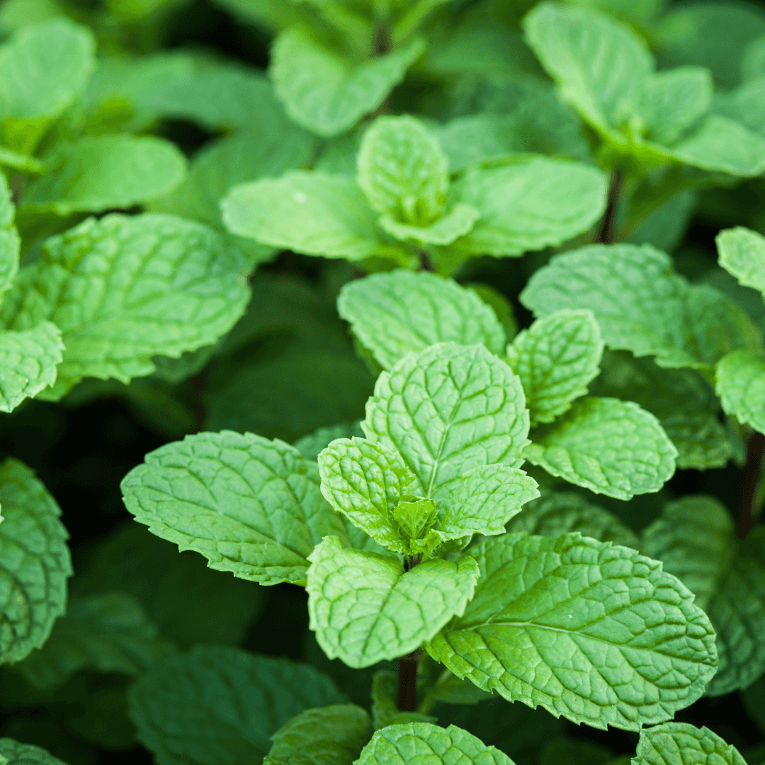 Fresh Leafy Green Peppermint Plant