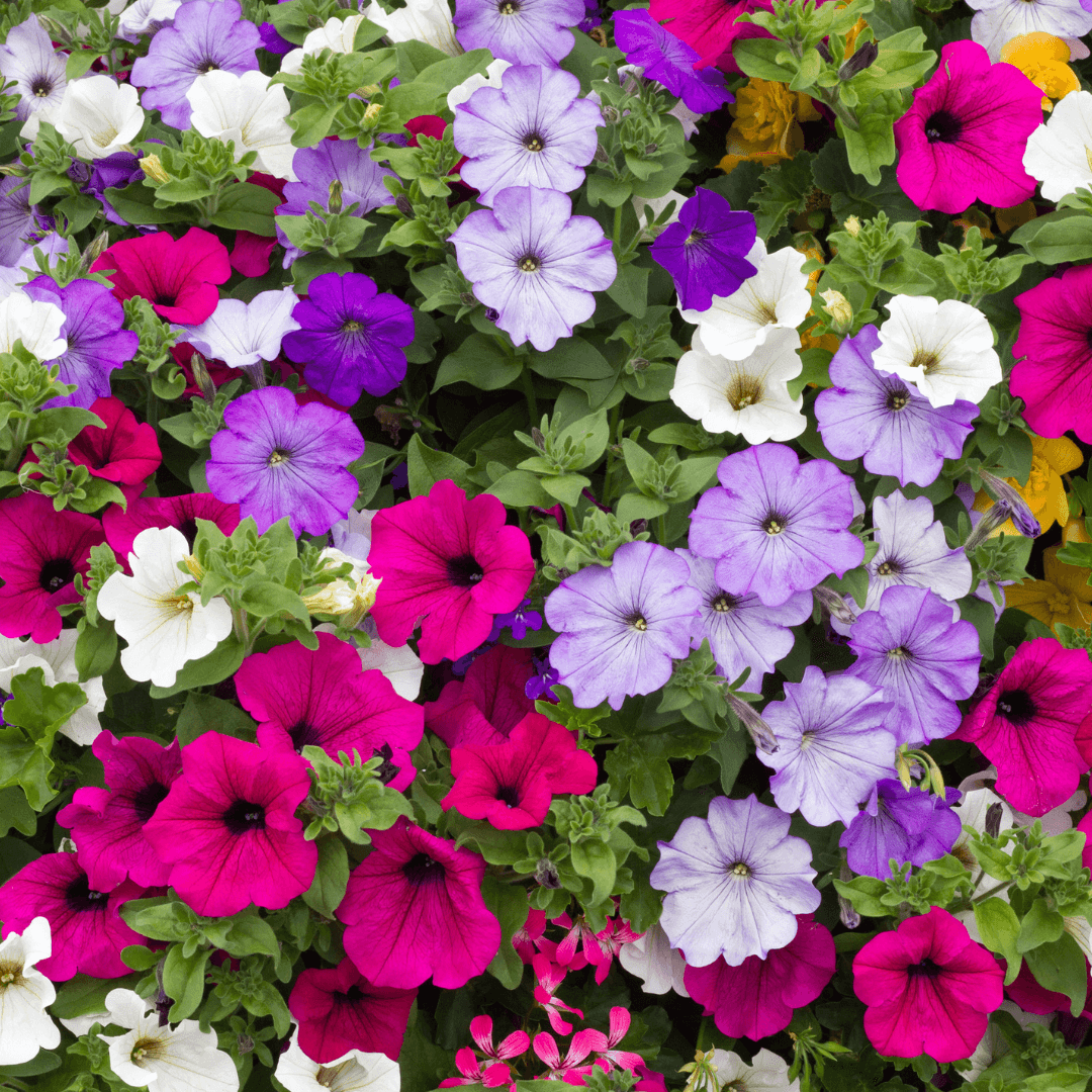 Beautiful Blooming Petunias Assorted Colors