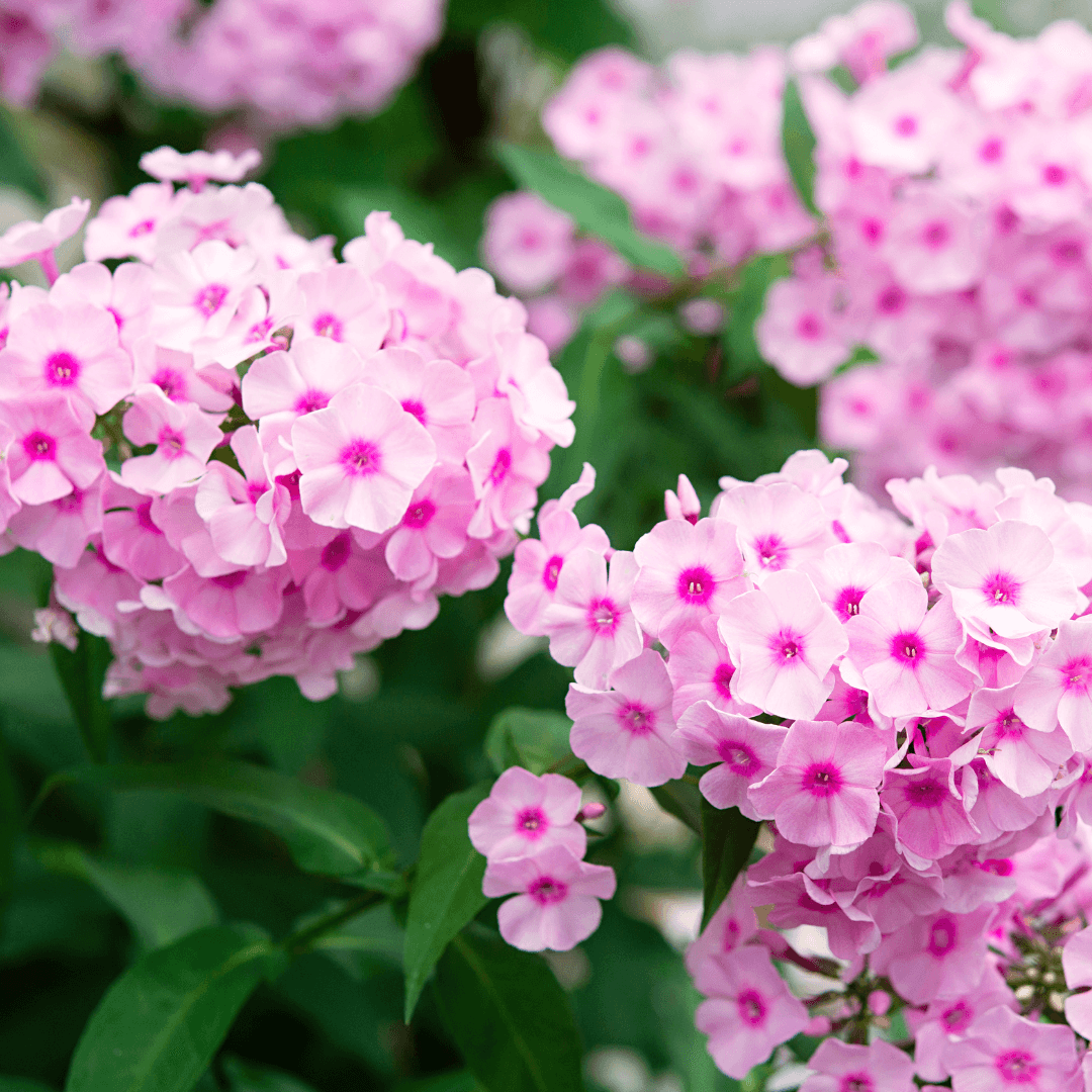 Beautiful Blooming Phlox Flowers Pink