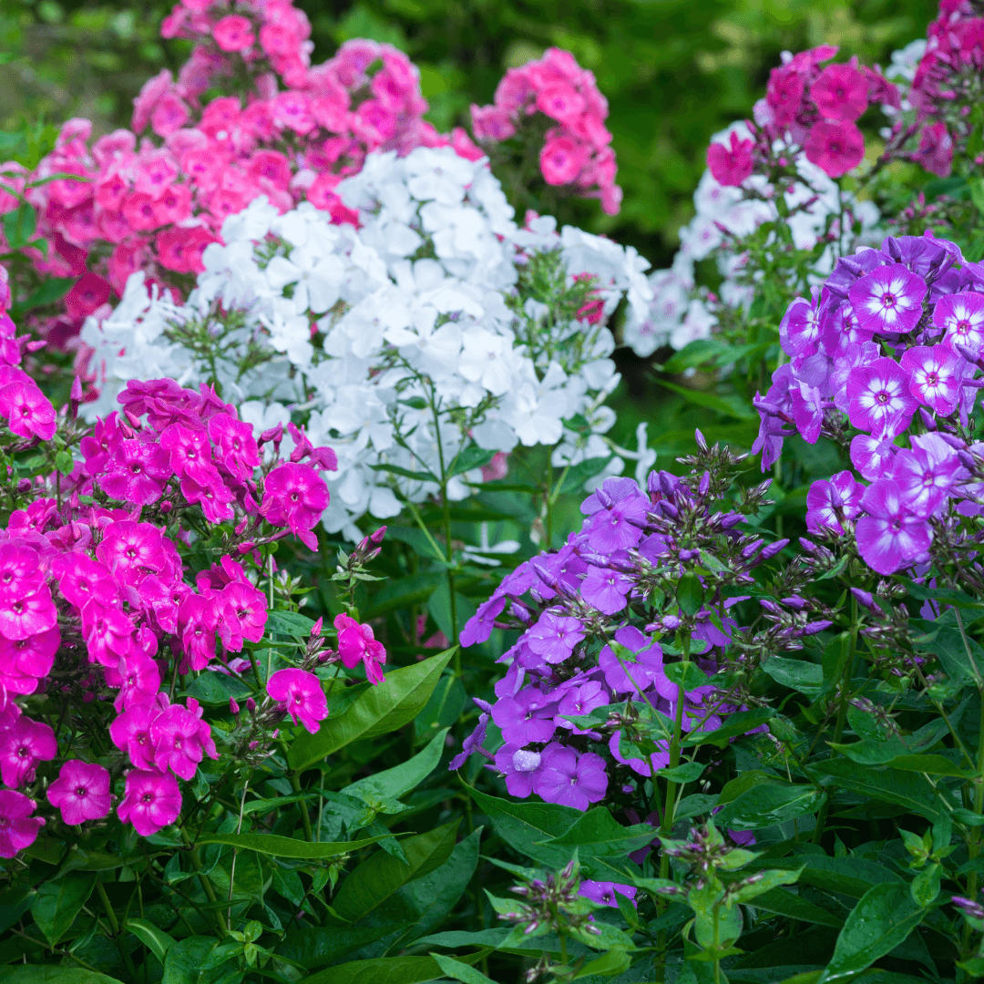 Beautiful Blooming Phlox Flowers Assorted