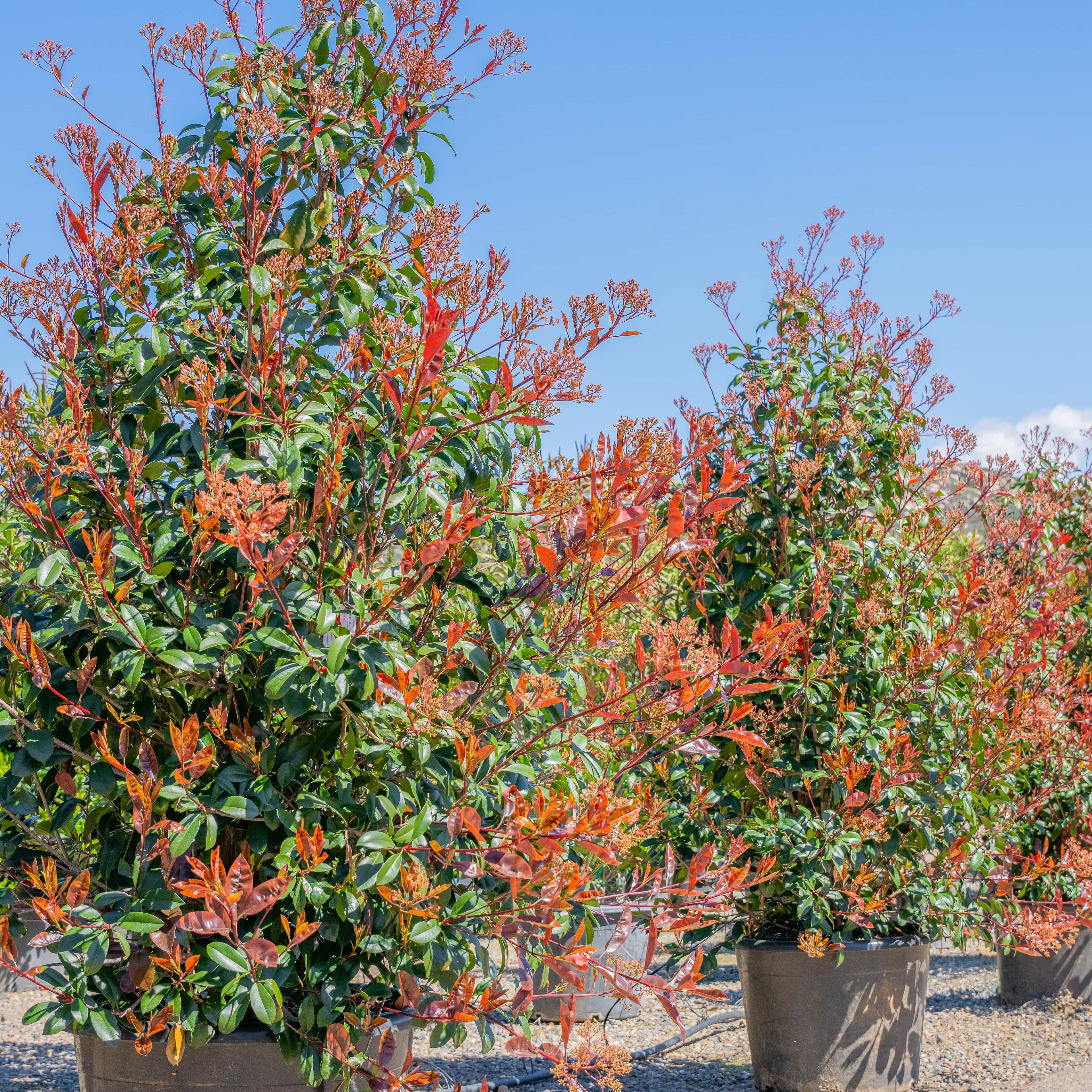 Red tip Photinia
