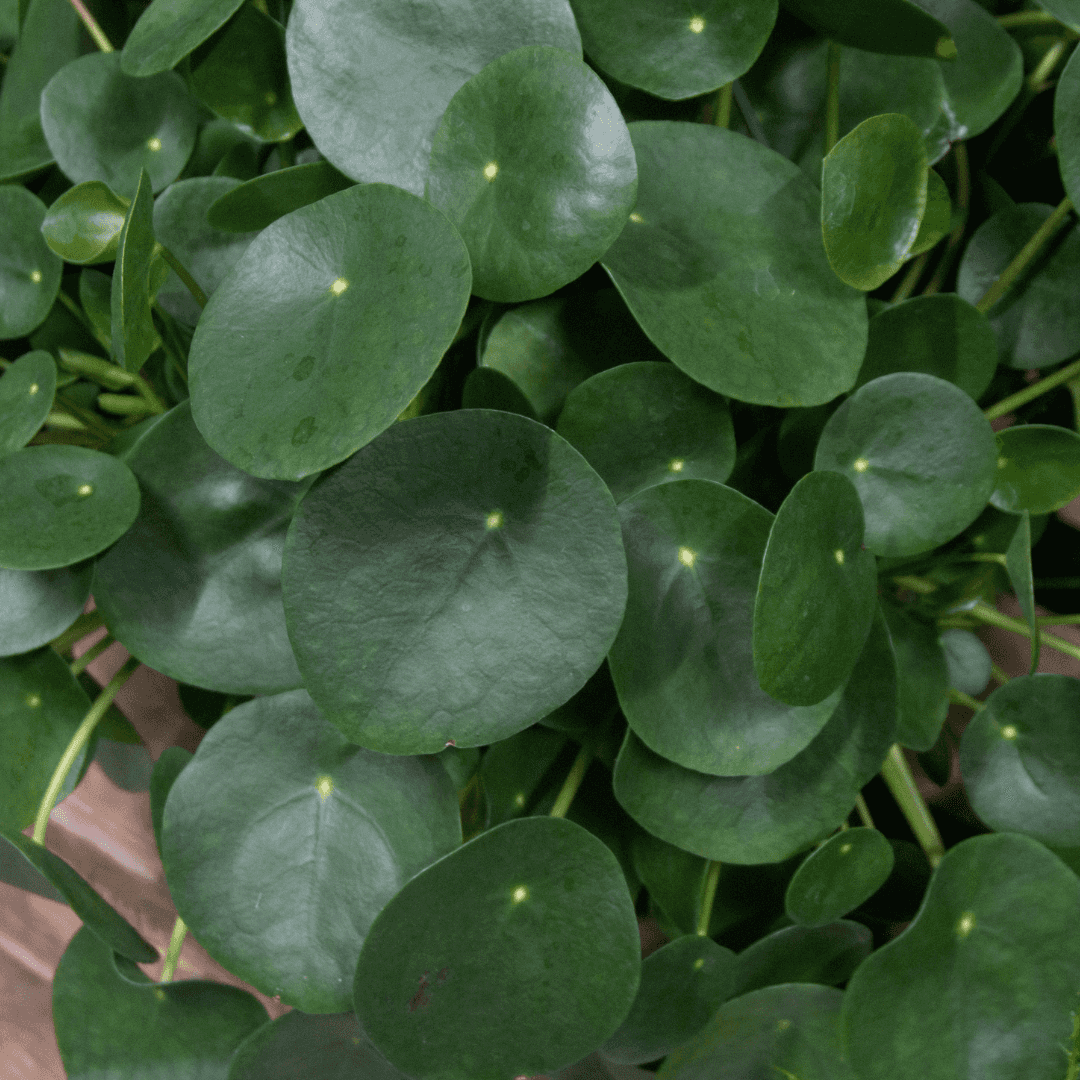 Green Pilea Plant Potted