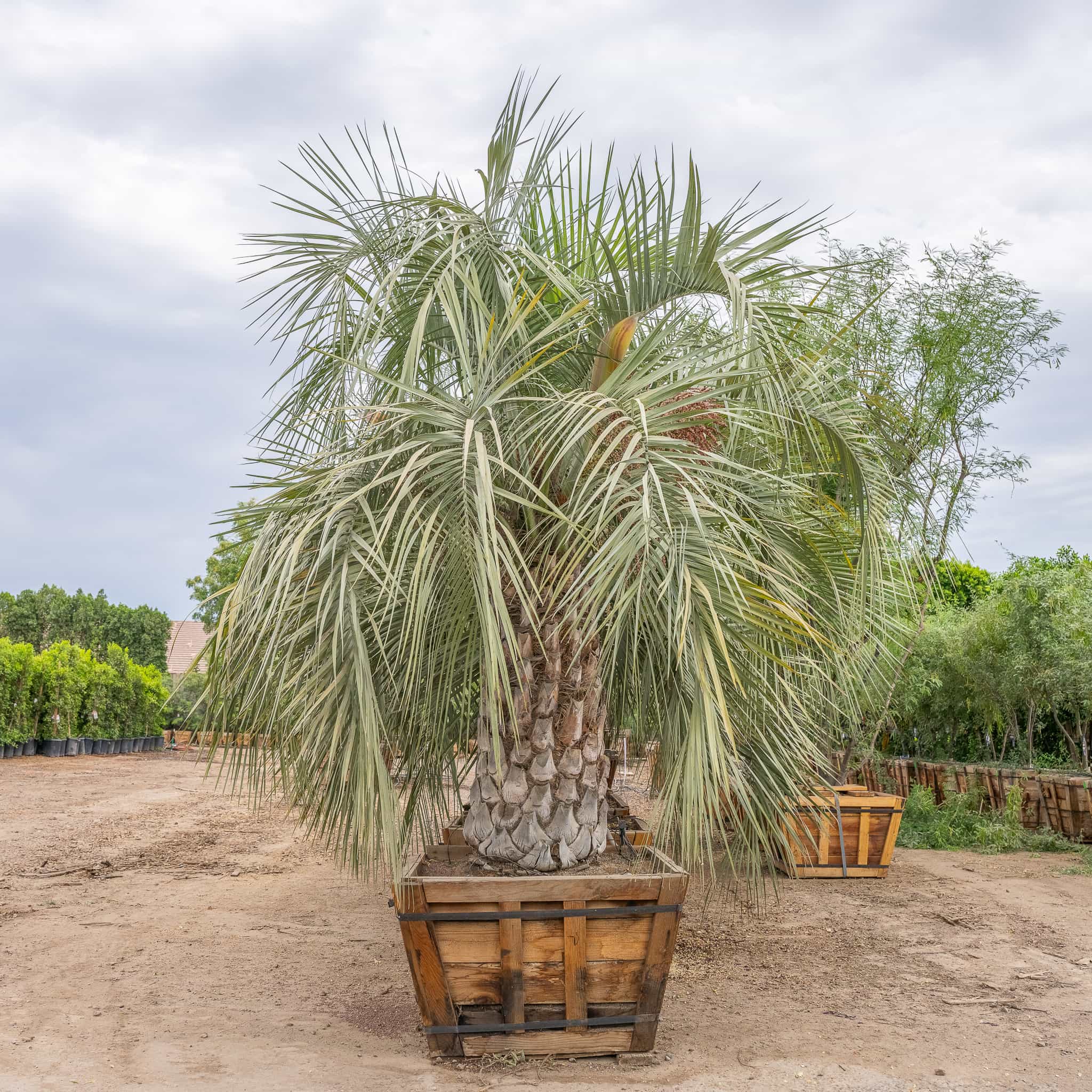 Pindo Palm