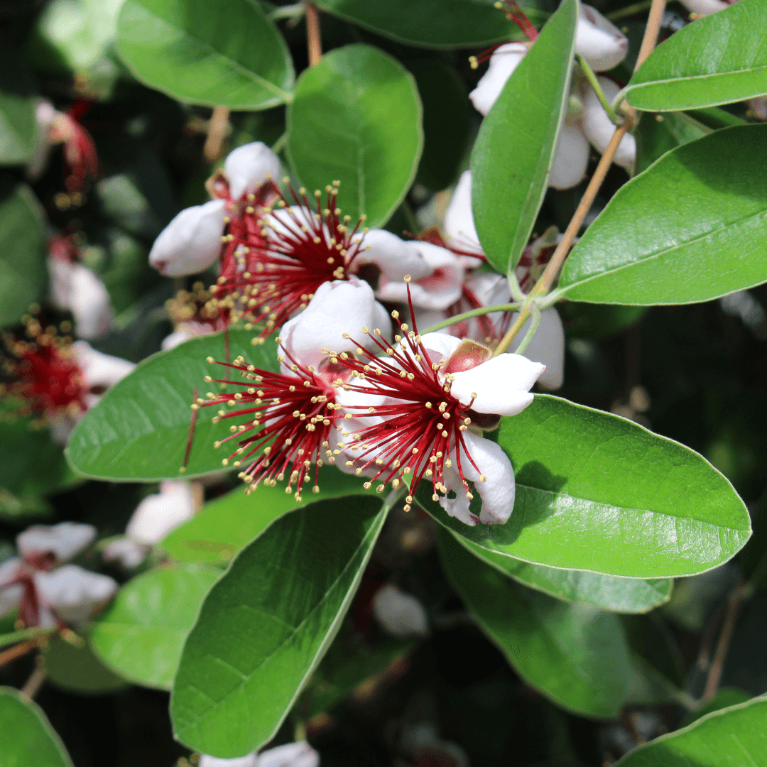 Pineapple Guava Flower