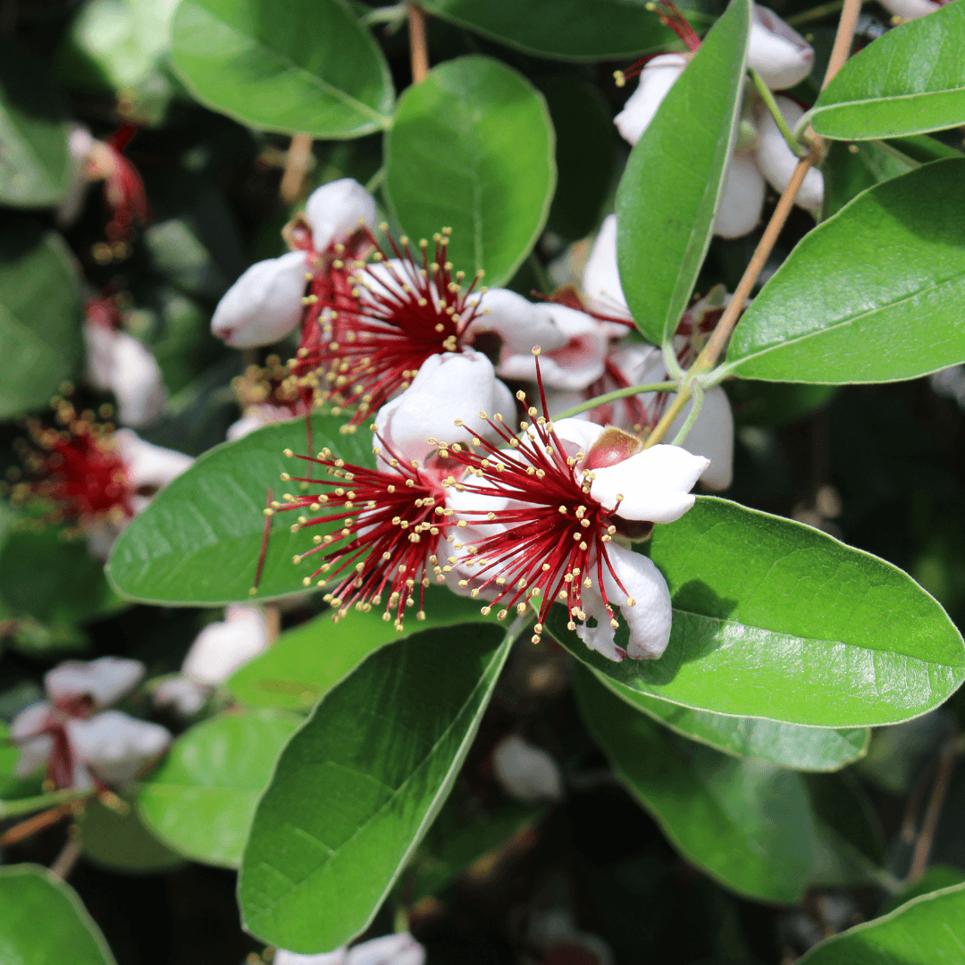 Pineapple Guava Flowers
