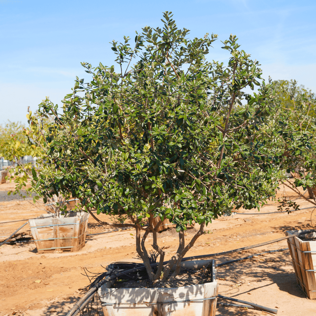 Pineapple Guava Tree