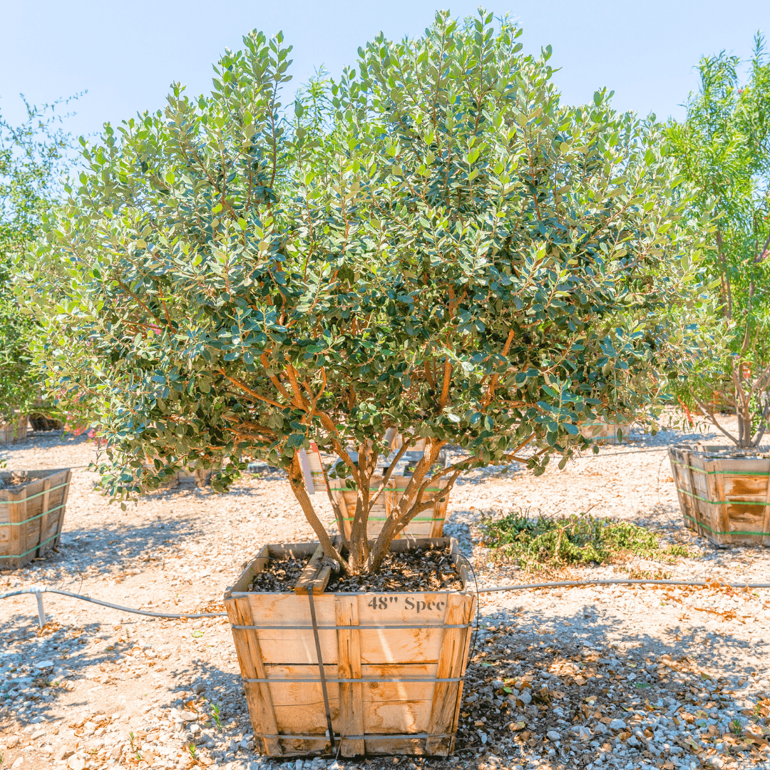 Pineapple Guava Tree