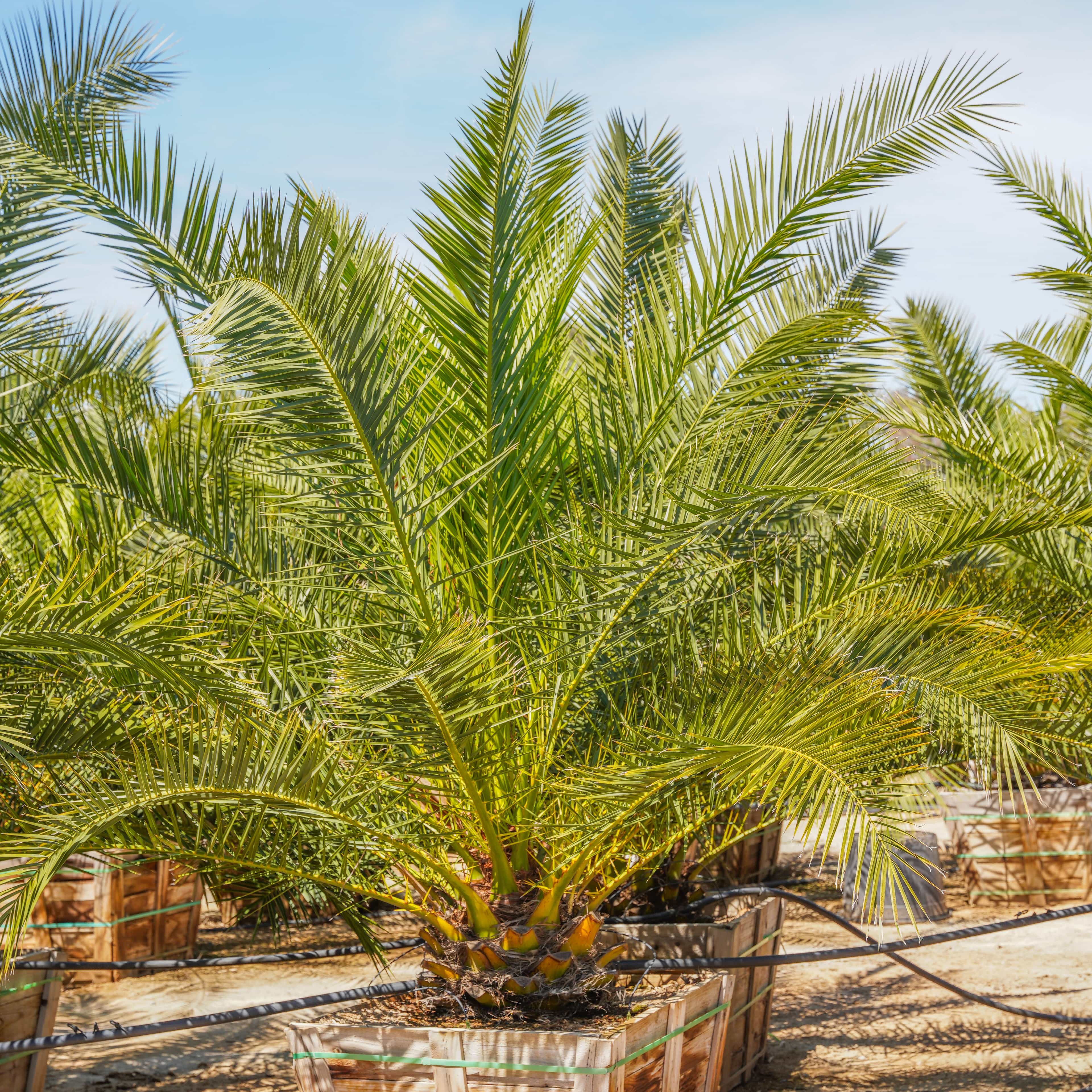 Pineapple Palm (Canary Island Date Palm) 48