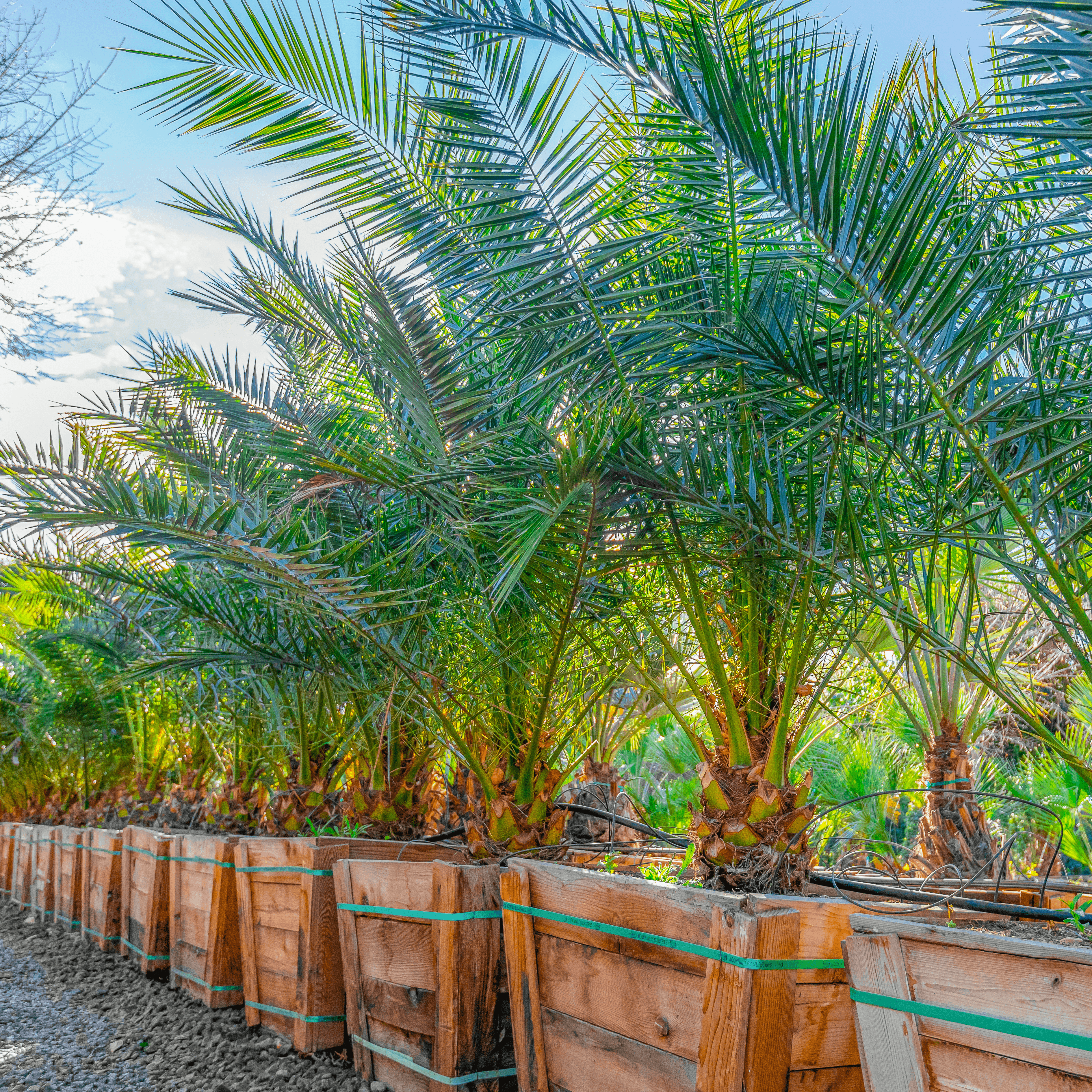 Pineapple Palm (Canary Island Date Palm) row