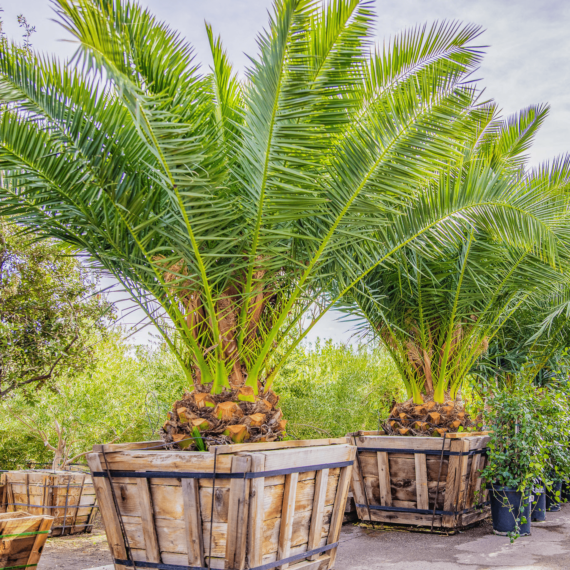 Pineapple Palm (Canary Island Date Palm) row