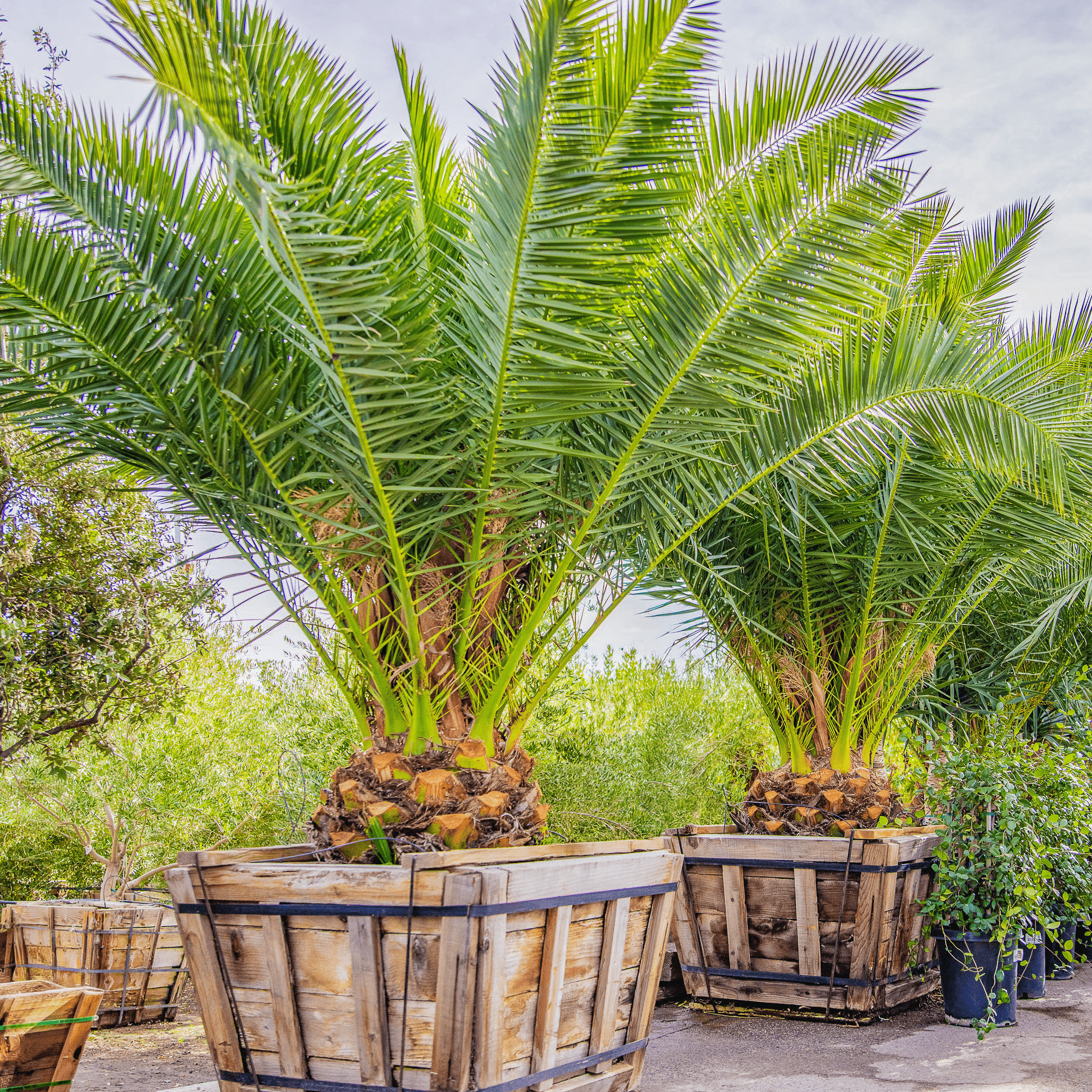 Pineapple Palm (Canary Island Date Palm) row
