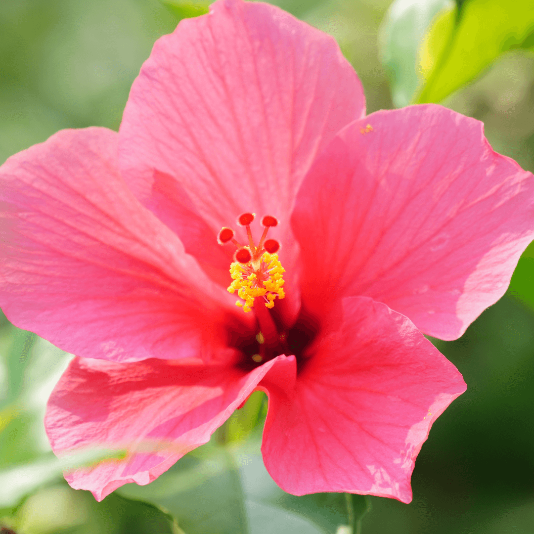 Pink Hibiscus Flower