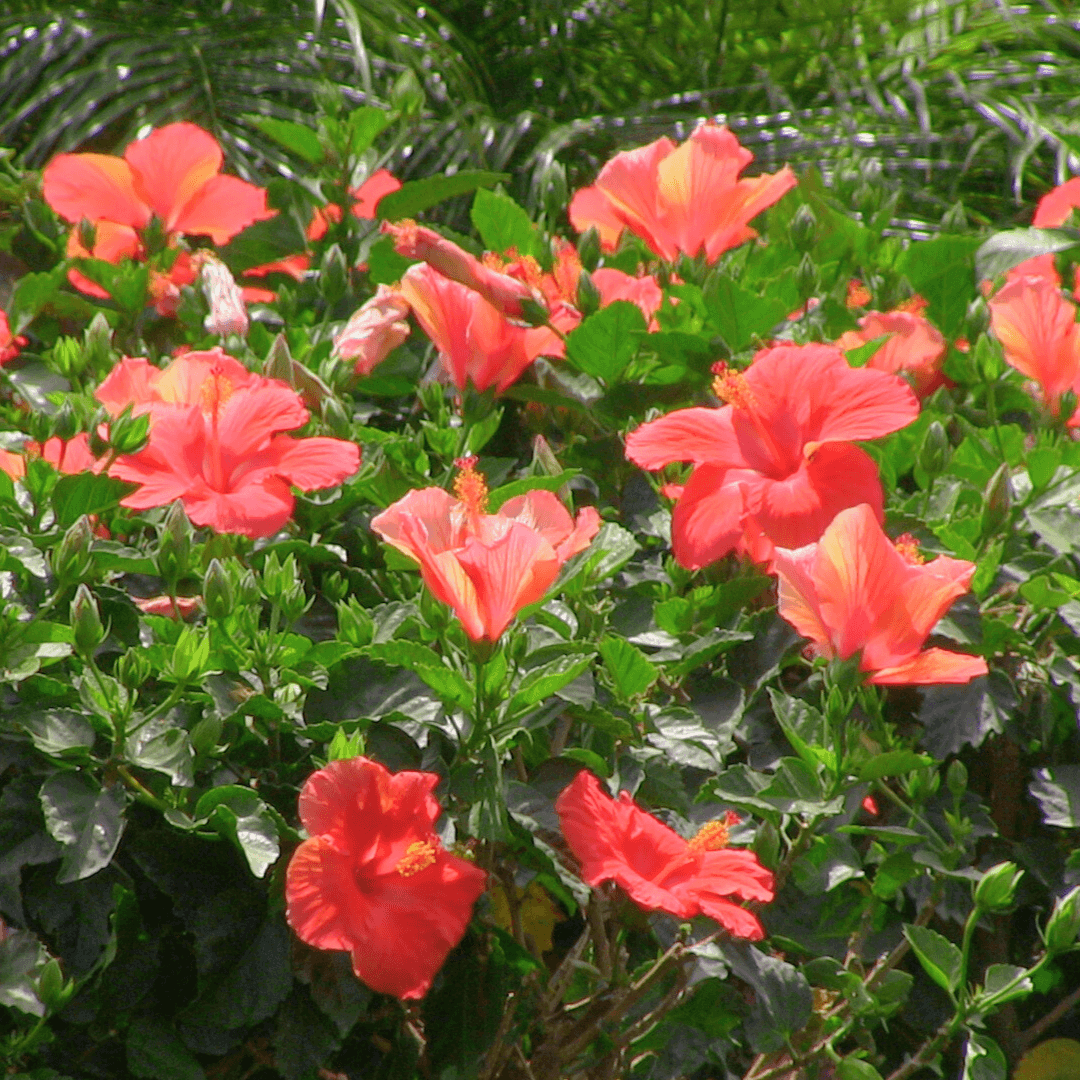 Pink Hibiscus Shrubs