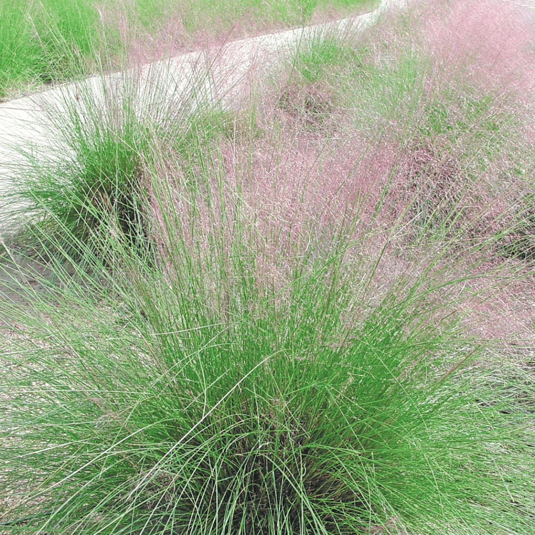 Pink Muhly Grass