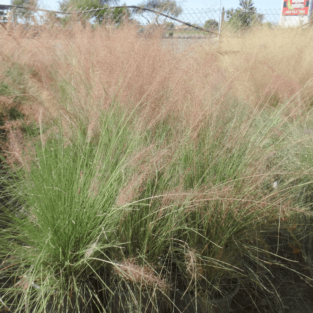 Pink Muhly Grass