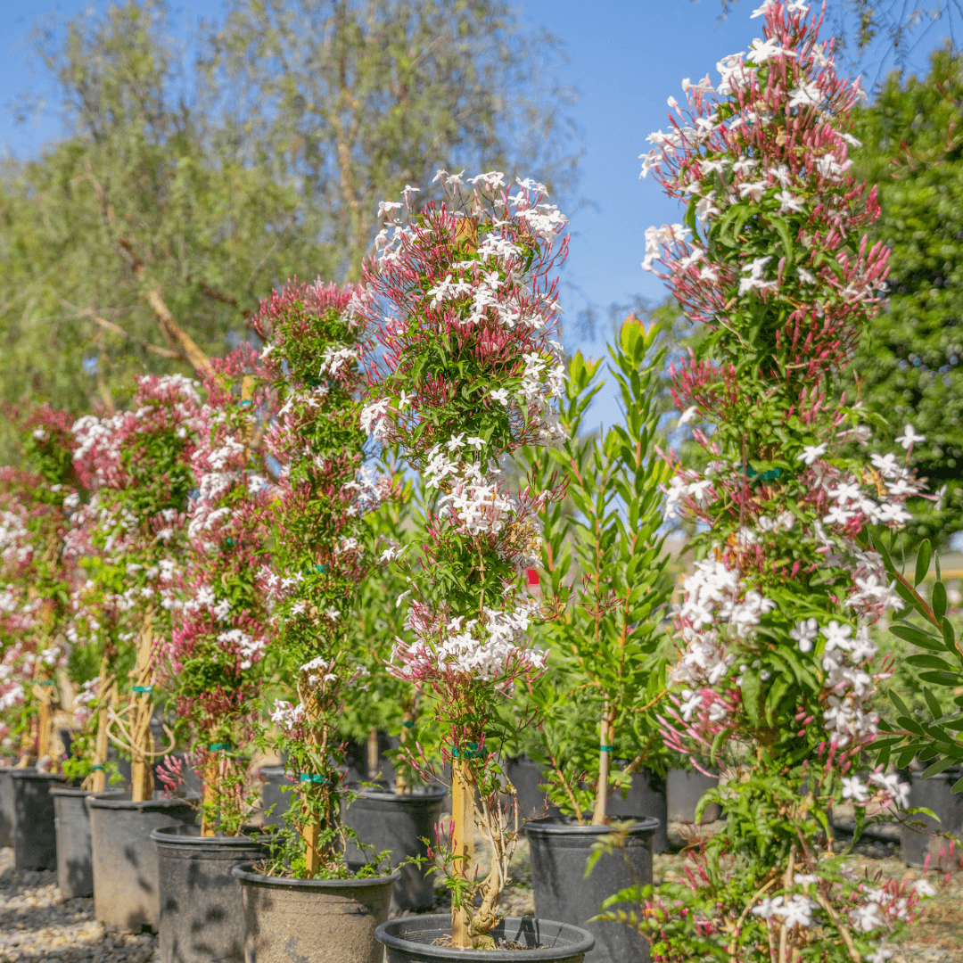 Pink Trumpet Vines