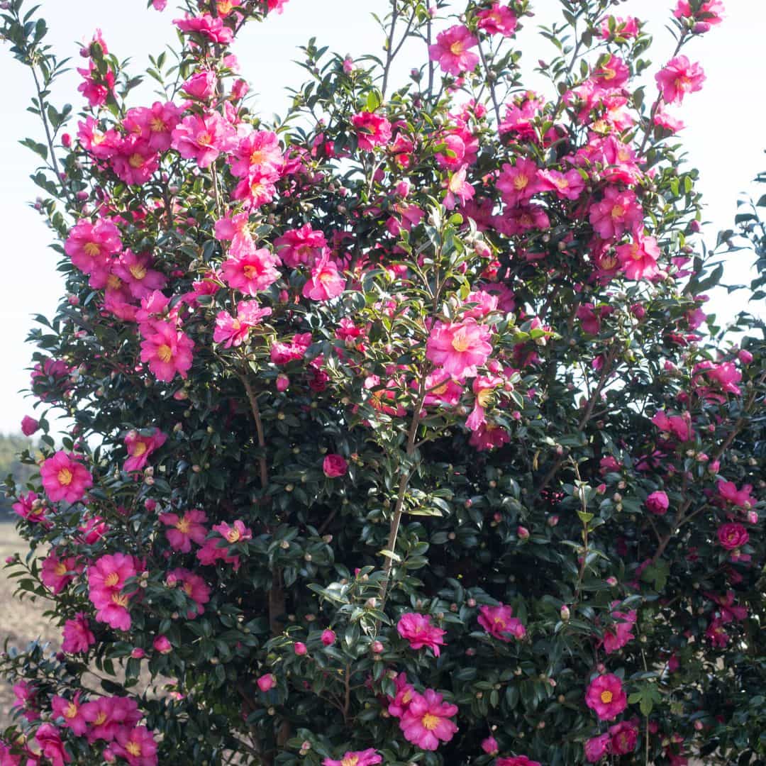 Mature Blooming Pink Camellia Plant with Vibrant Pink Flowers