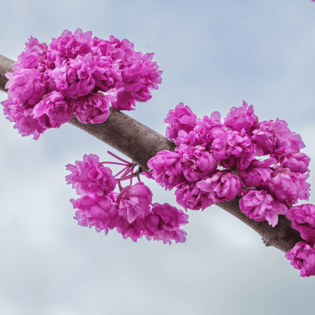 Beautiful Blooming Pink Pom Poms Redbud Tree with Pink Flowers
