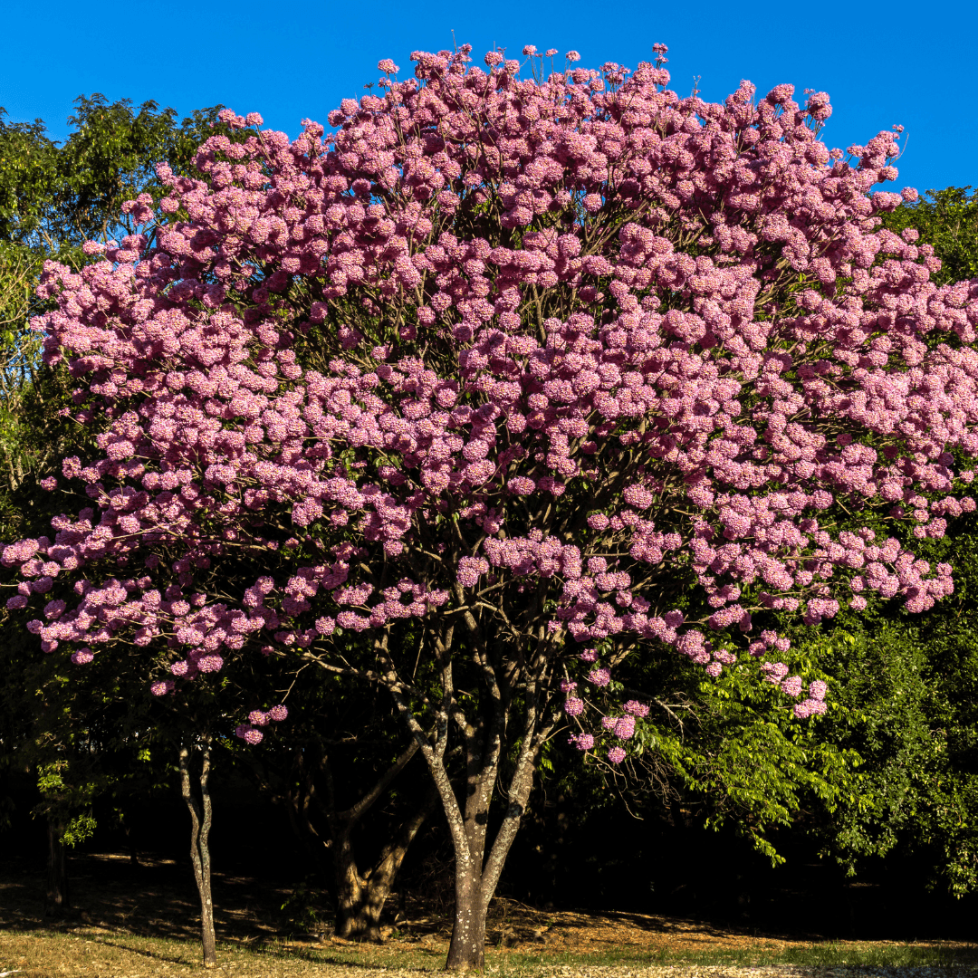 Pink Trumpet Tree | Flowering Shade Trees | Moon Valley Nurseries