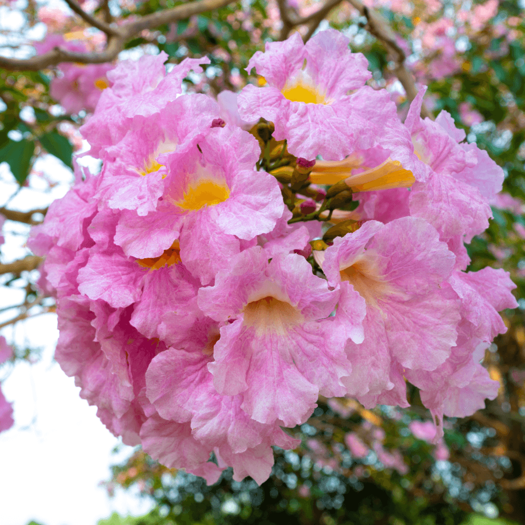 Beautiful Blooming Pink Trumpet Tree