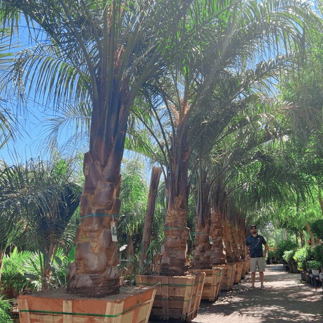Piru King palms