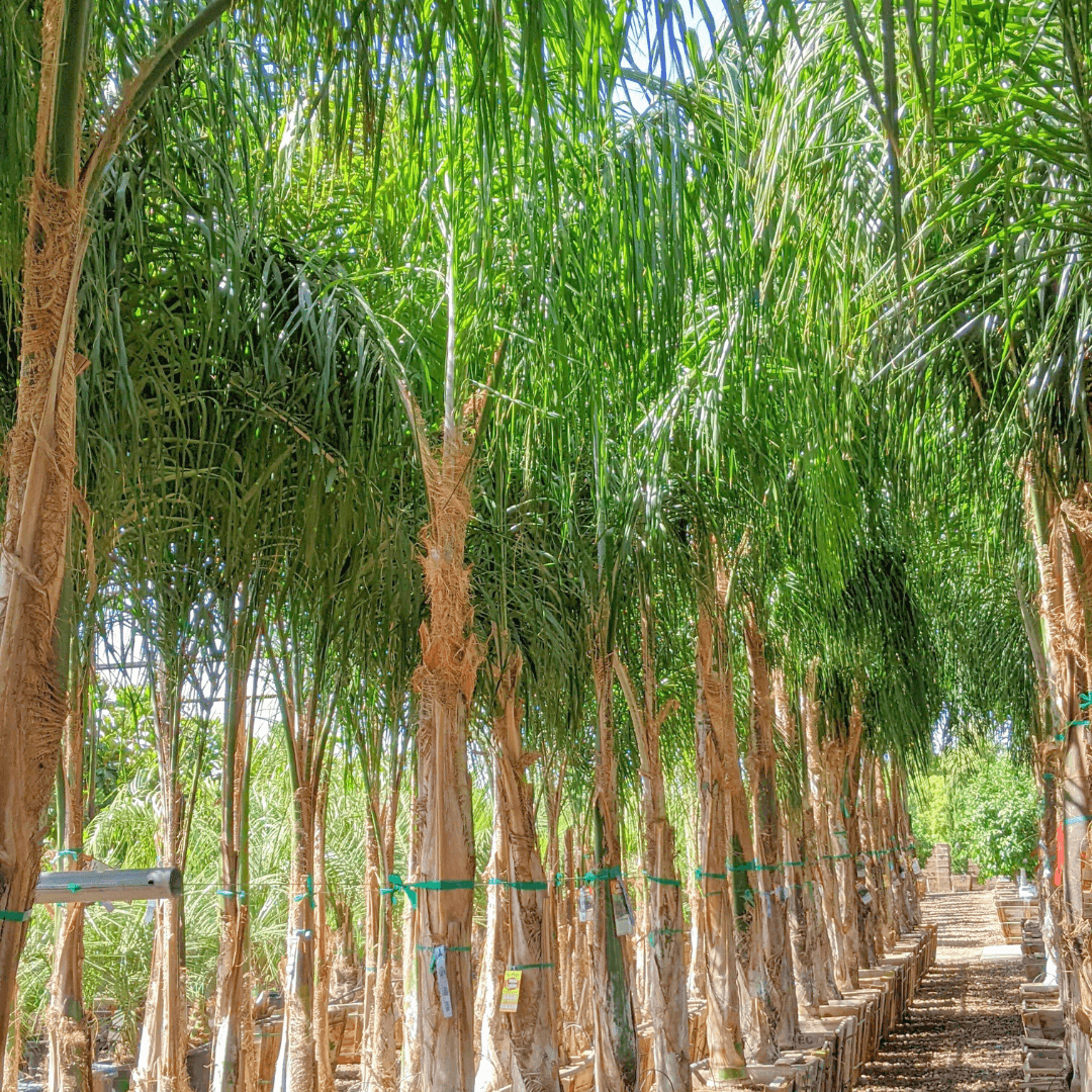 Piru Queen Palms