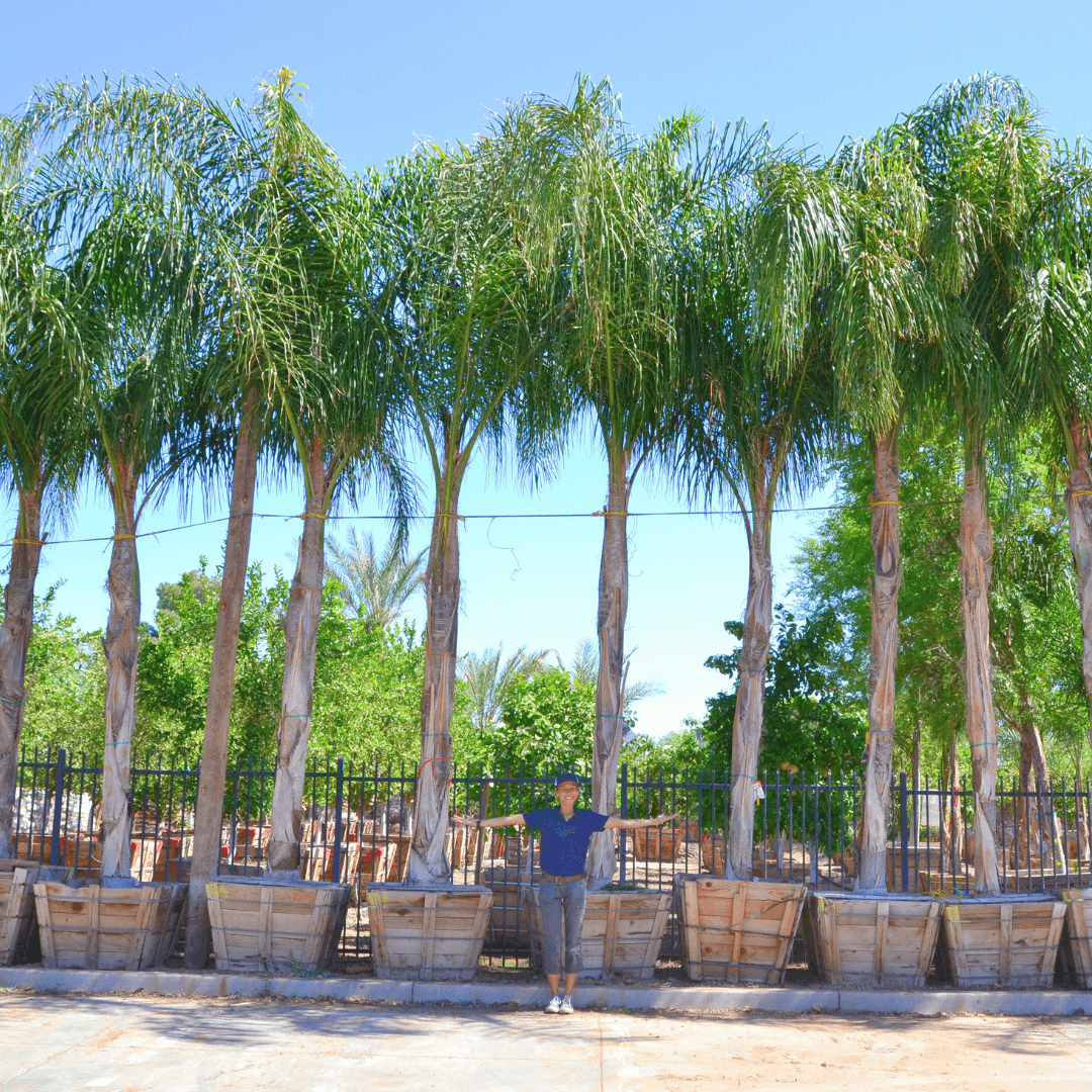 Piru Queen Palm Row