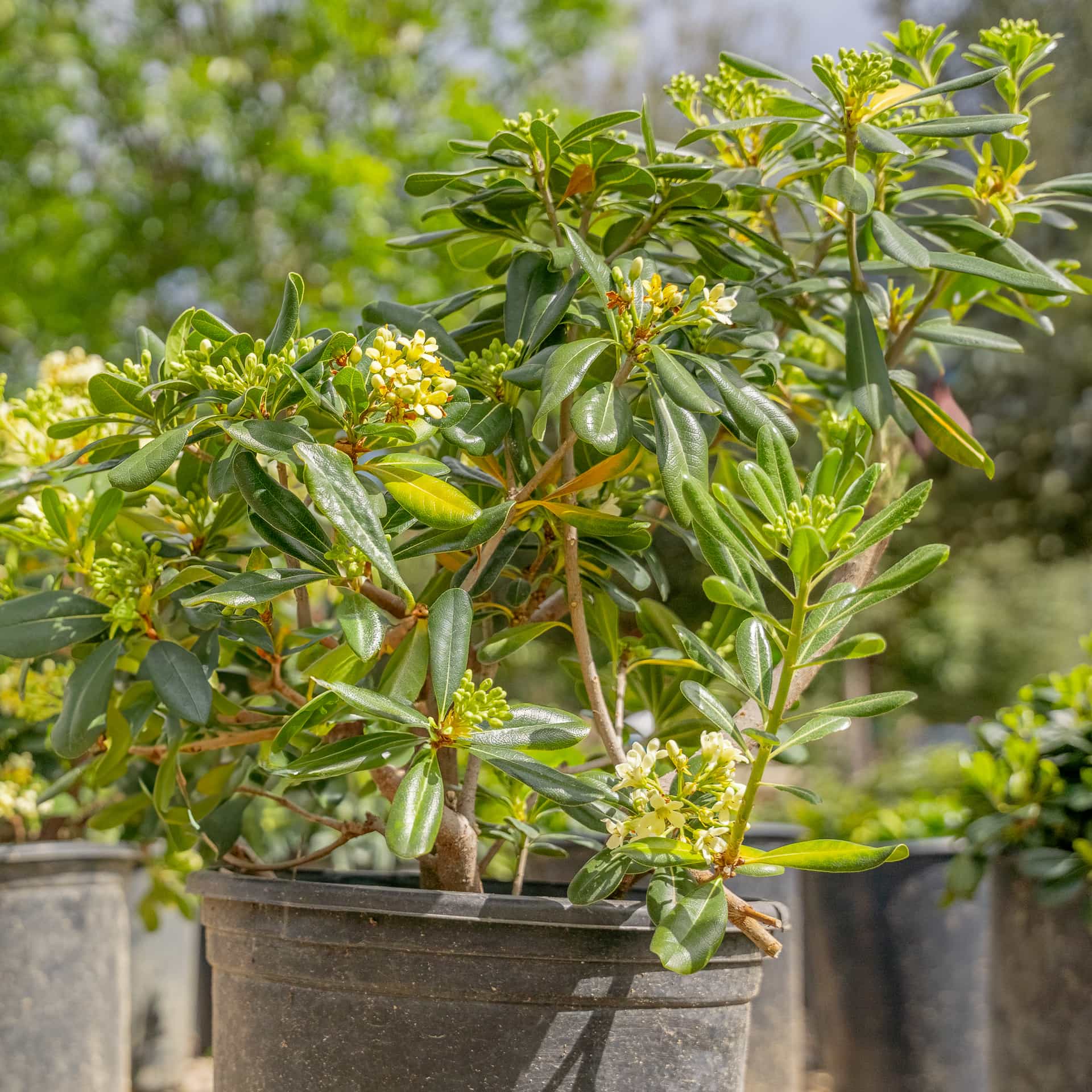 Mock Orange | Shrubs | Moon Valley Nurseries