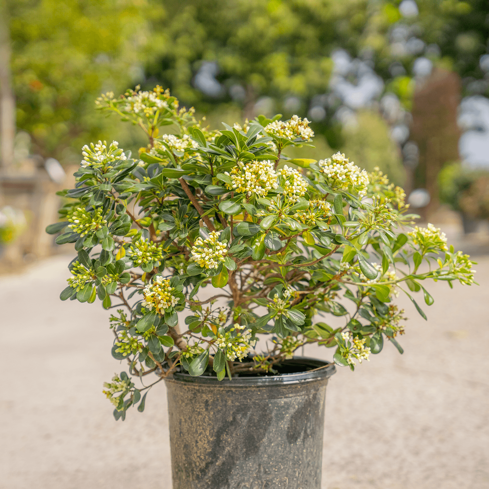 Mock Orange