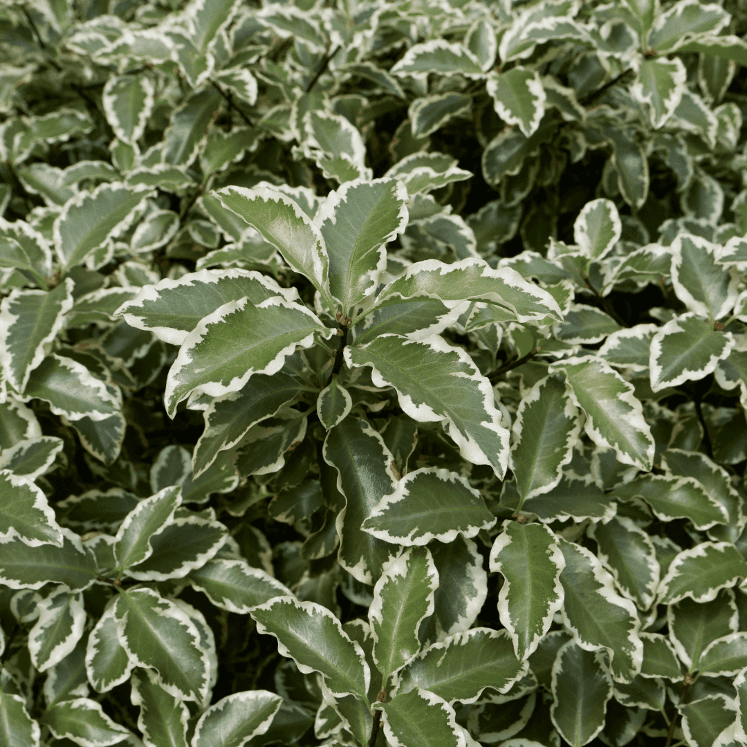 Dense Pittosporum Marjorie Channon With Variegated 