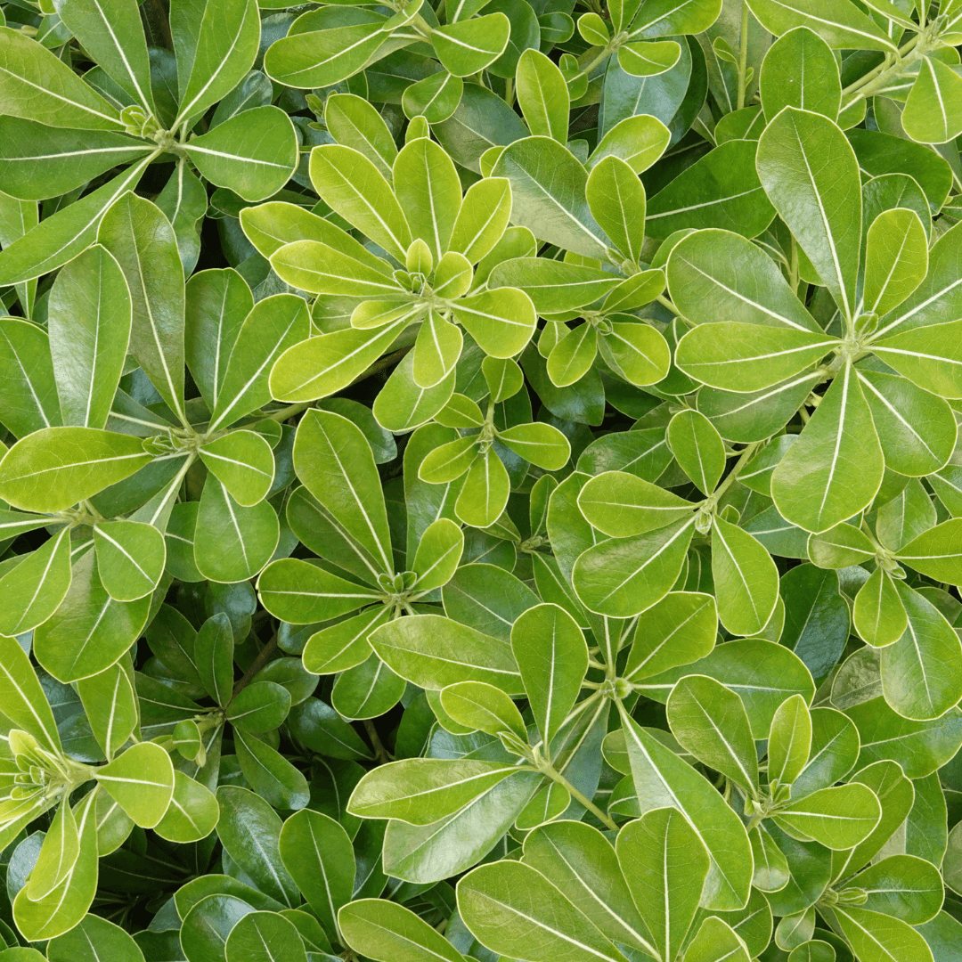 Lush Mature Pittosporum Plant Close Up Photo
