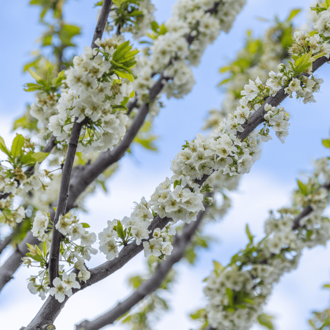 Plum tree blooms