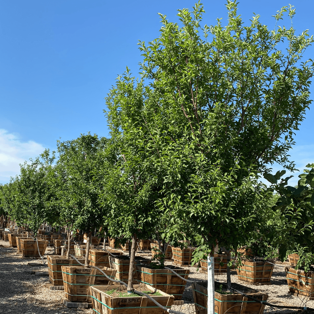 Multiple Mature Plum Trees In a Row at Nursery