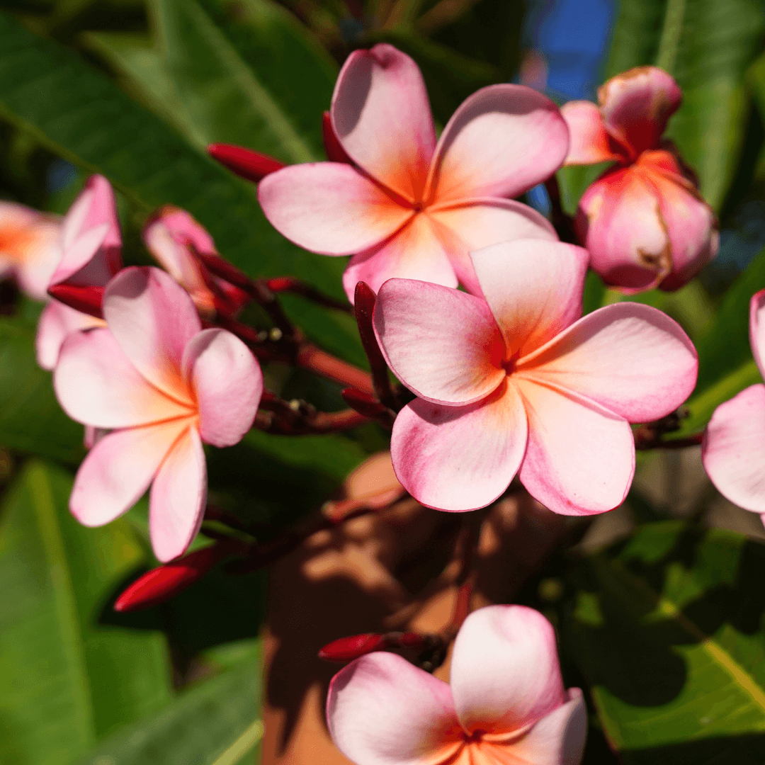 Plumeria Flowers