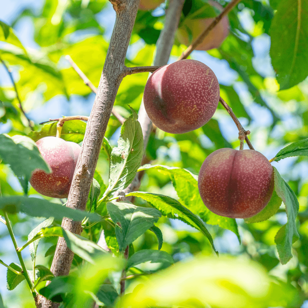 Plums On Fruit Cocktail Tree