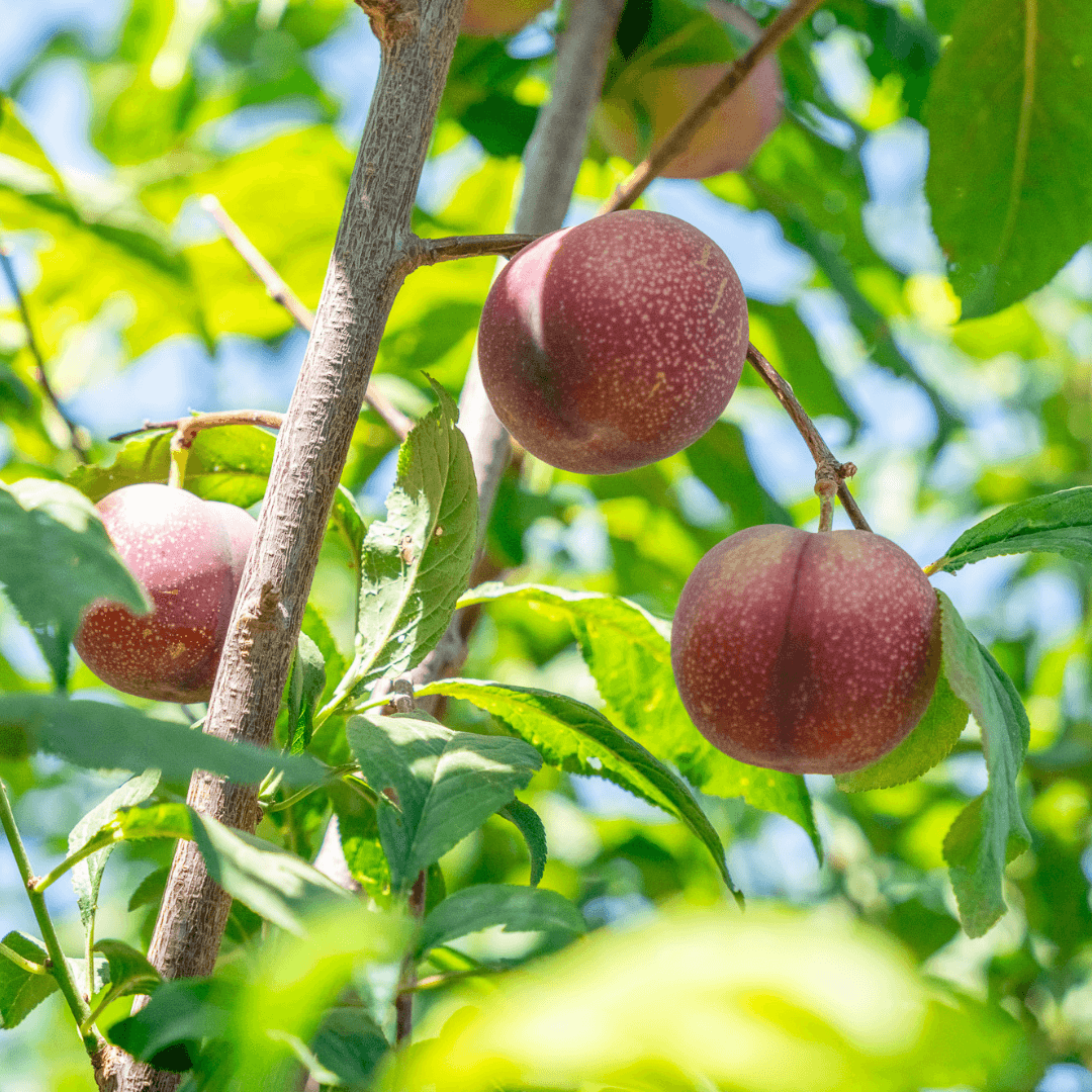 Plums on Tree