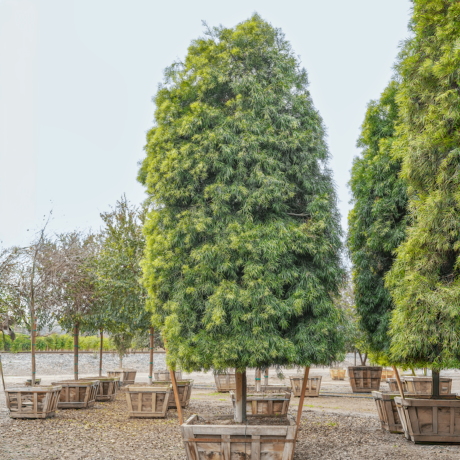 Podocarpus
