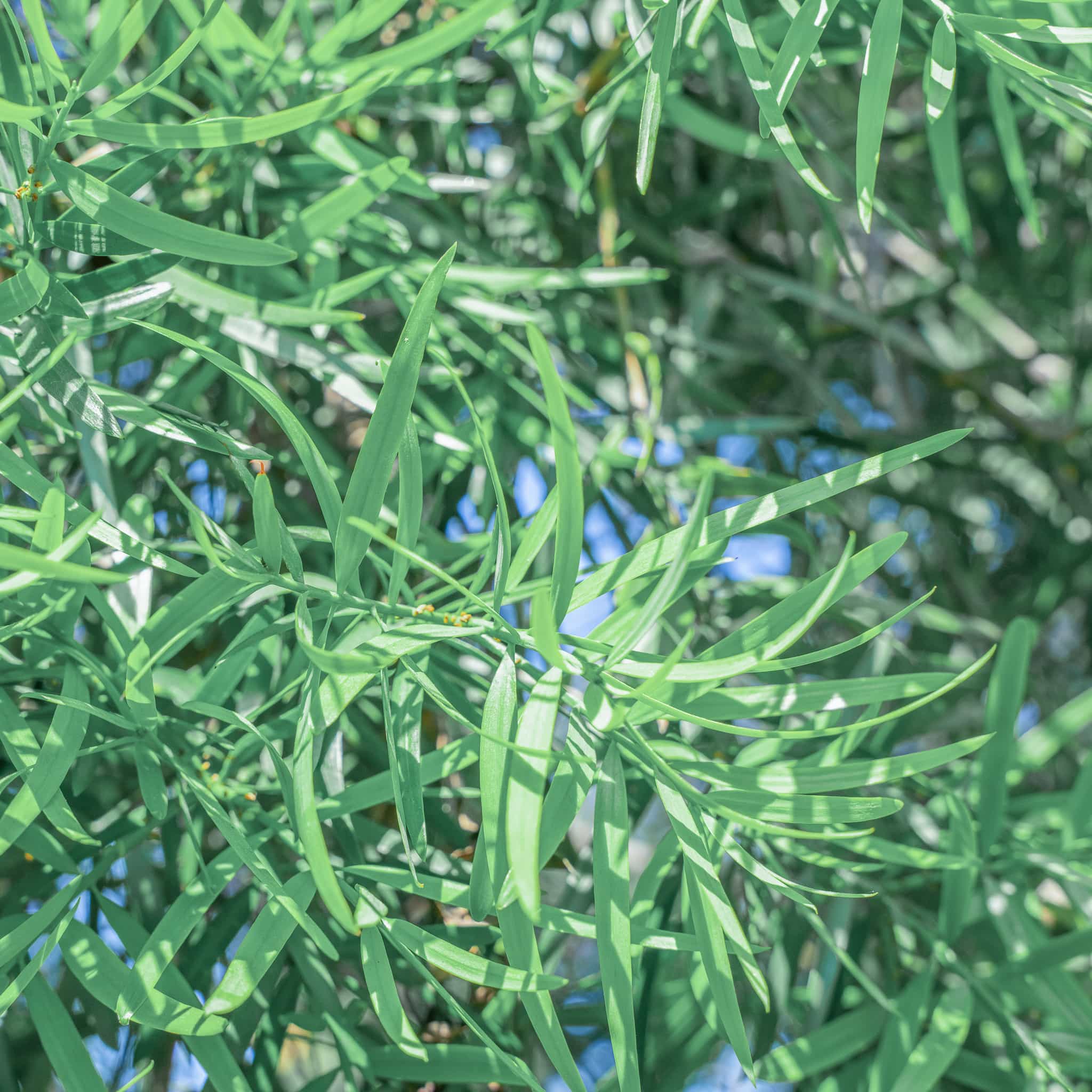 Podocarpus Icee Blue