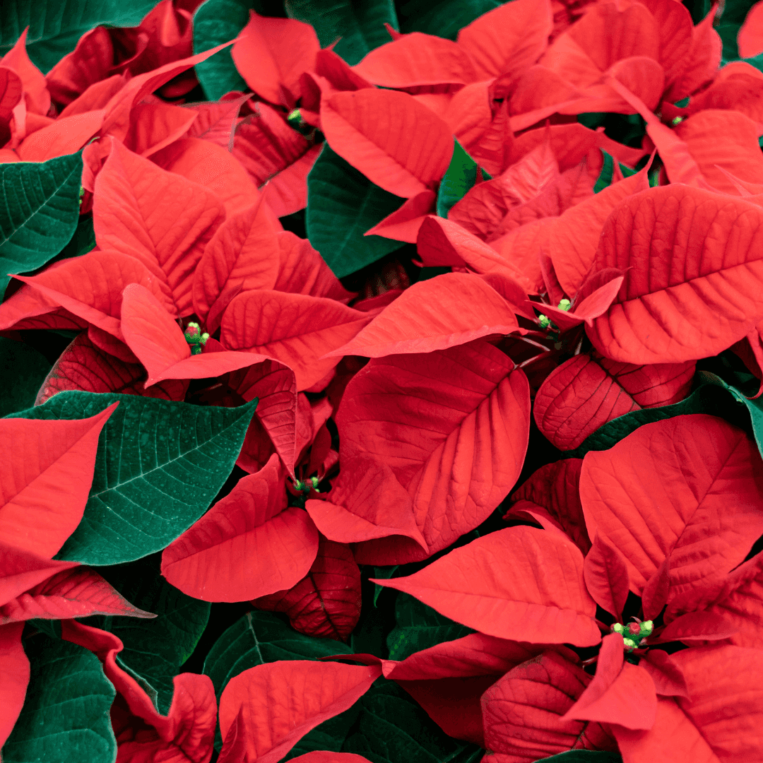 Beautiful Red Poinsettia Plant Potted