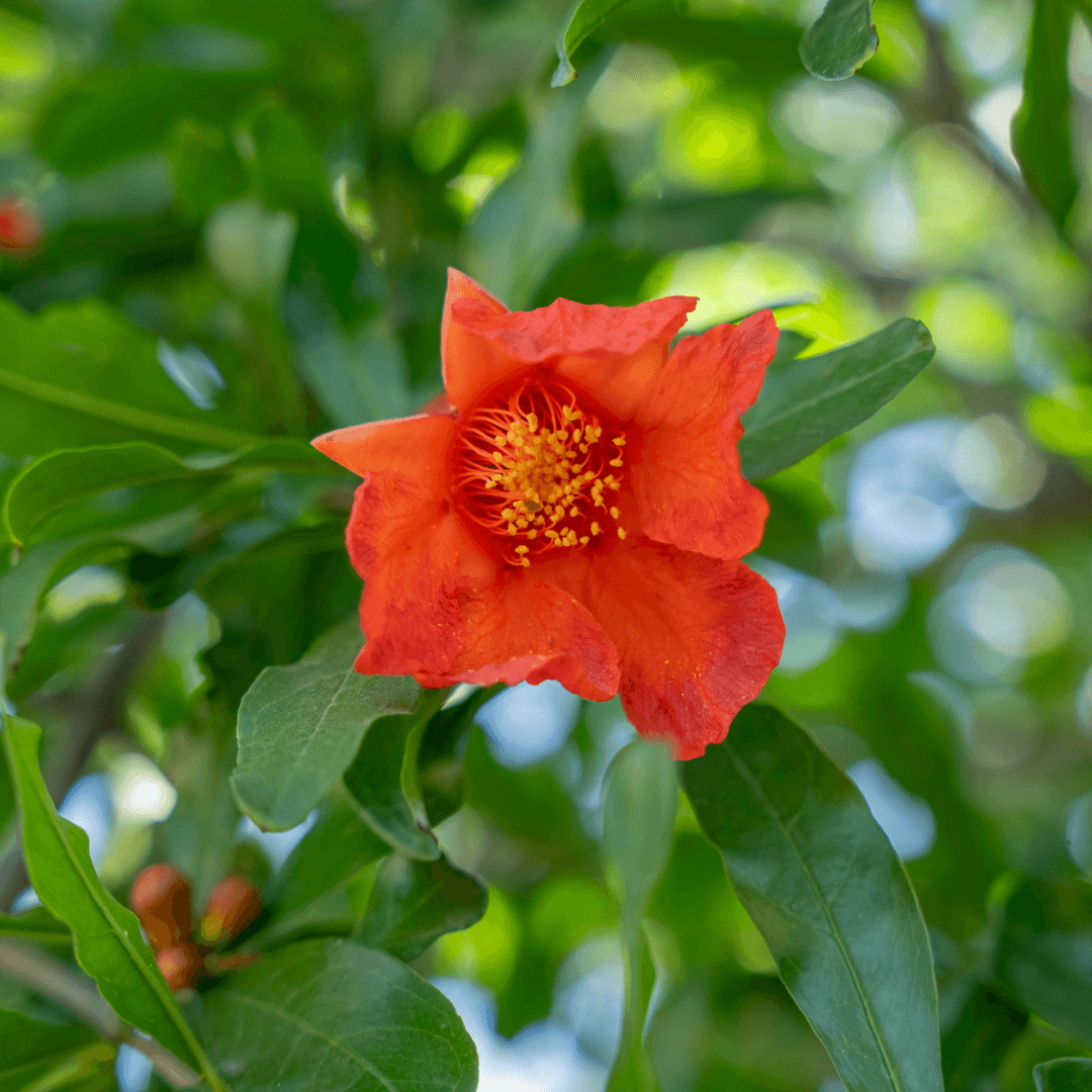 Pomegranate flower benefits clearance