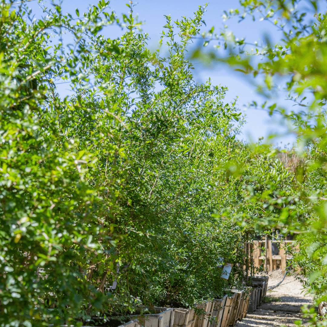 Pomegranate Trees