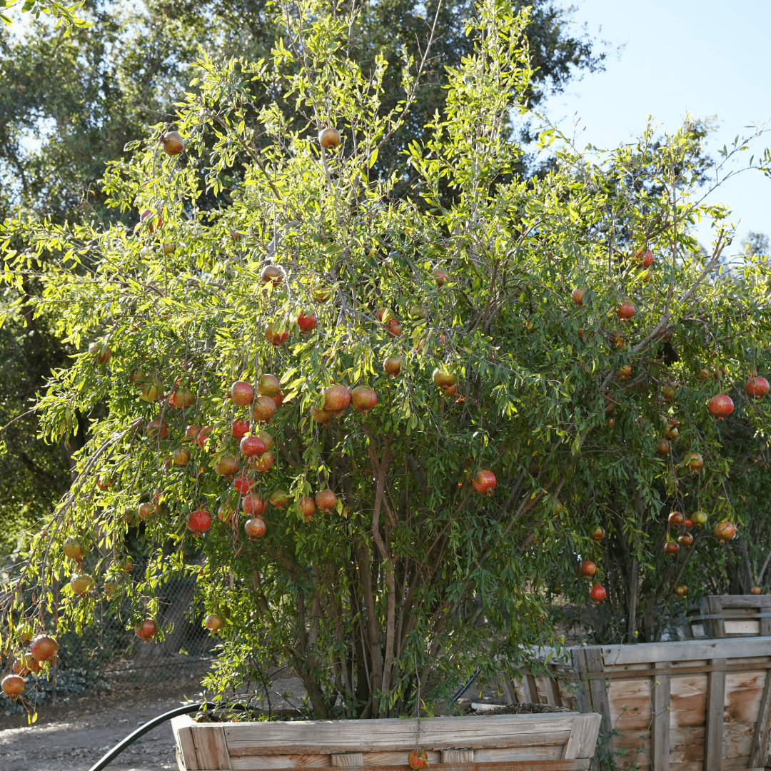 Beautiful Fruiting Pomegranate Tree