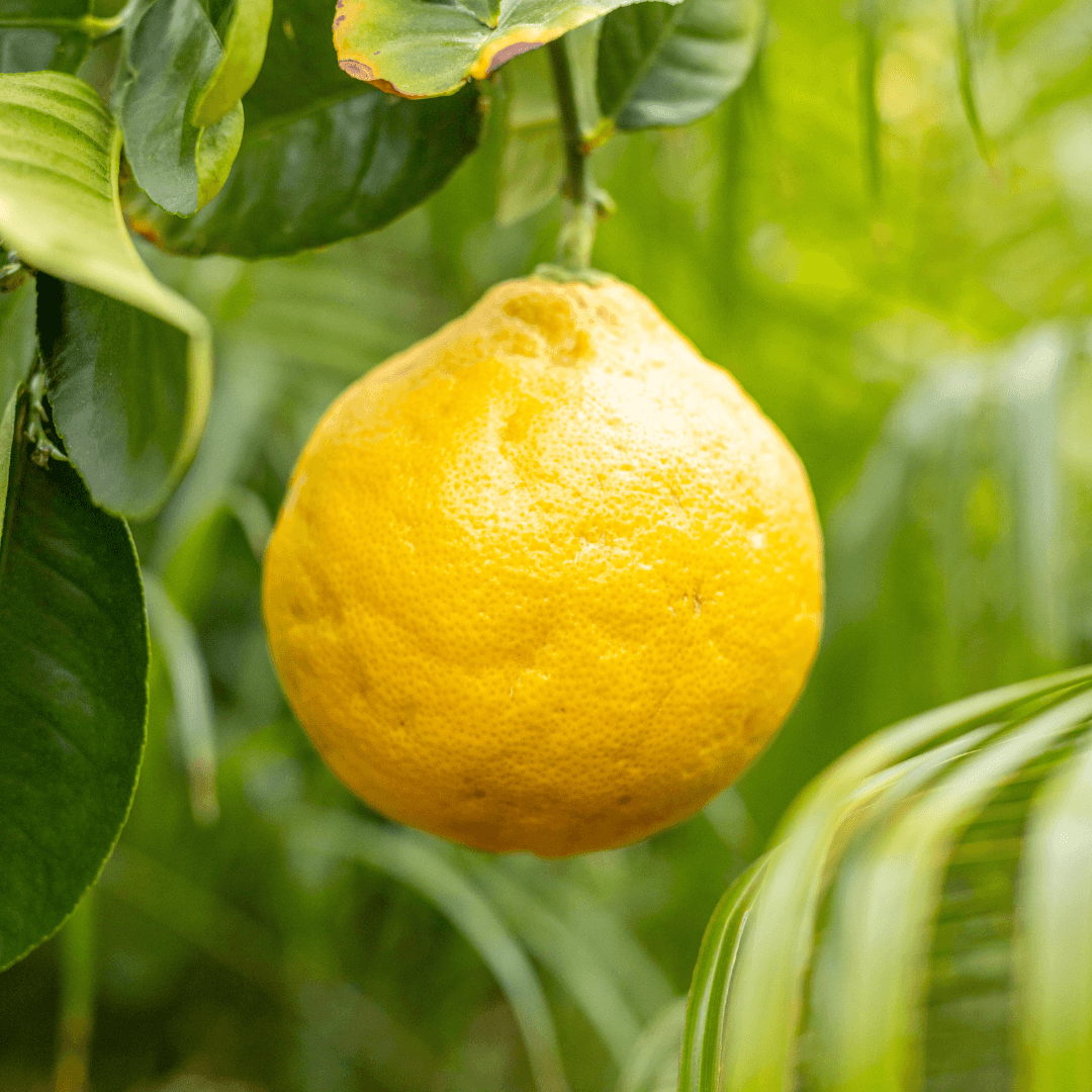 Ponderosa Lemon