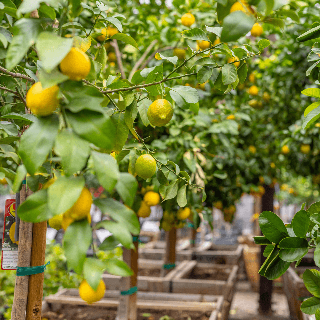 Ponderosa Lemon Trees